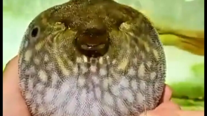 Do you know how to lip-read?