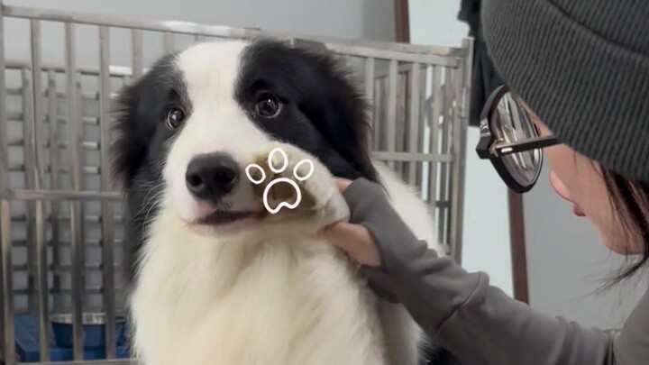 Dog owners' quirky habits | Is there anyone else who, like me, just can't get enough of sniffing dog