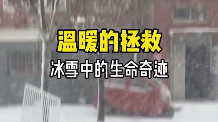 Warm and touching! The story of little dog Xiaohai #Touching #Puppy #Soft-HeartedGod
