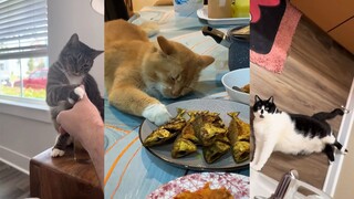 Kalau soal aksi kecil-kecilan, kucinglah yang paling hebat