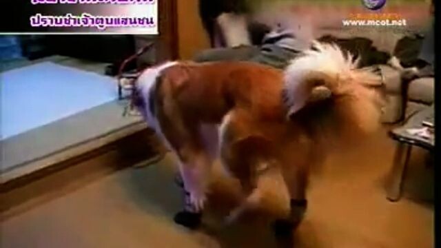 ทีวีแชมเปี้ยน (TV Champion) 14 ก.พ. 54:  ปราบซ่าเจ้าตูบแสนซน โครงการ 2 (ตอนที่ 2) (Incomplete)