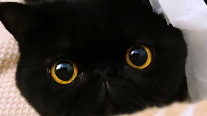 Setelah menonton ini, apakah kamu masih ingin memelihara kucing?