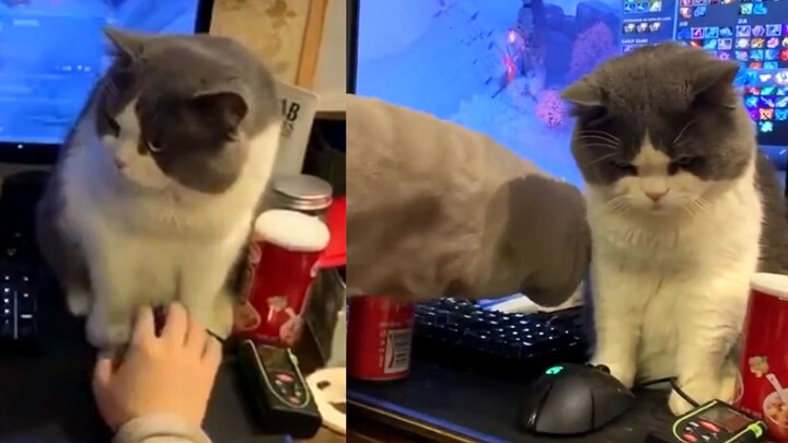 Cat: Is playing games more fun than petting me?