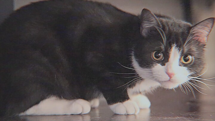 【Tutu】Rekaman langka ulang tahun anak kucing yang diambil oleh manusia purba