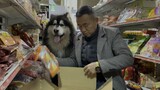 Cute Dog | Alaskan Malamute | Welcome To Our Grocery Store