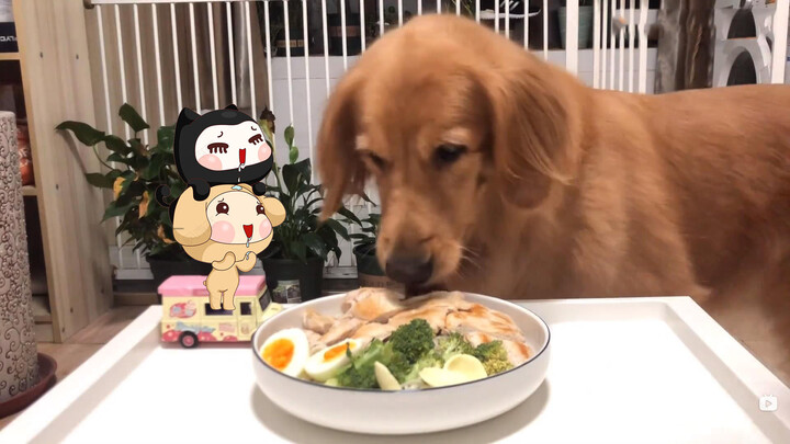 Pet | Golden Retriever's Daily Meal