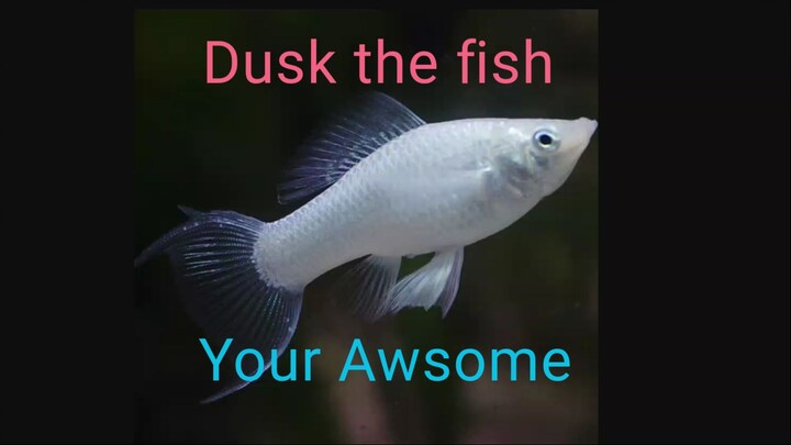 A shoutout to my fish