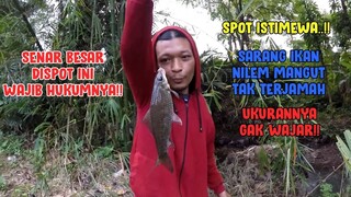 ISTIMEWA..!! Sarang Ikan Nilem Mangut Tak Terjamah, Banyak Ukuran Jumbo SAMPE PUTUS BERKALI KALI!!