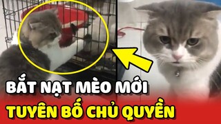 Cận cảnh chú mèo MA CŨ BẮT NẠT MA MỚI để tuyên bố CHỦ QUYỀN 😂 | Yêu Lu