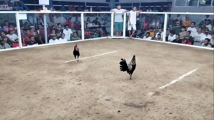 talo pa champion ko sa 2 hits  mahiwaga talaga sabong