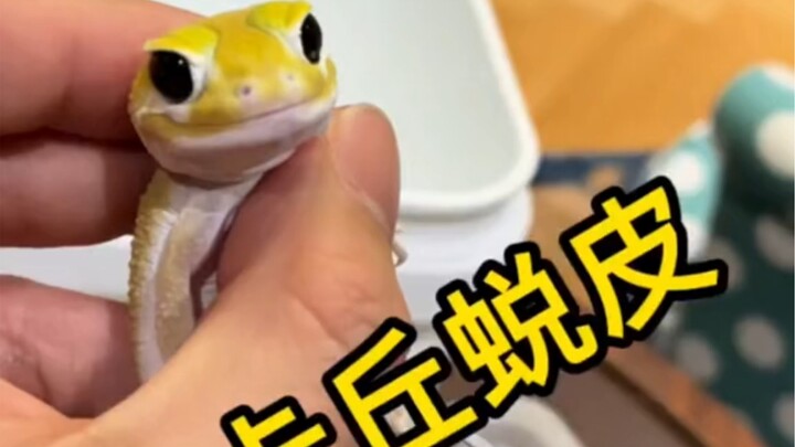 Sarung tangan kecil Pikachu~ Sudah diedit ulang lho~ Penggemar Bilibili yang merebut cinta