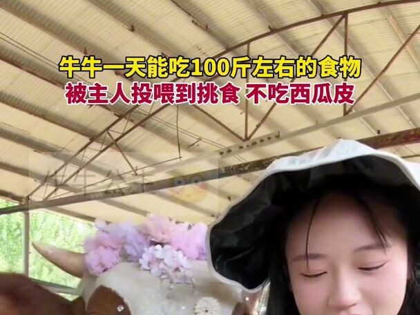 A cow can eat about 100 pounds of food a day; its owner keeps feeding it so much that it’s become pi