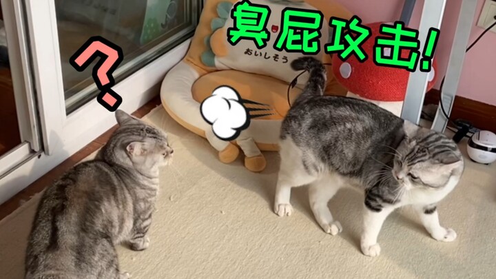 Mèo: Làm sao đối phó với những chú mèo hay đánh nhau? Đánh vào mông nó! Cho nó nghẹt thở mà chết!