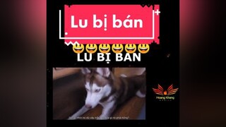 giaitri chócute chómèohàihước  Lu bị bán