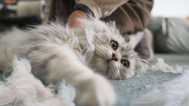 Dandelion in the Shape of a Cat