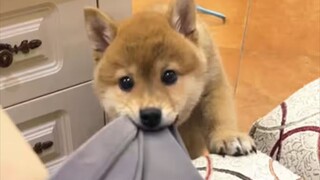 Chó chưa từng bị đánh VS chó từng bị đánh