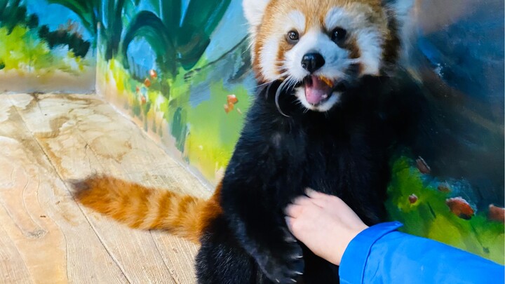 Kamu tuh jenis panda kecil yang langsung mau disentuh kalau dikasih uang? Hm! Iya, kan? Kalau gitu b