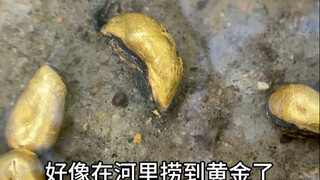 河里捡的金色坨坨是啥？