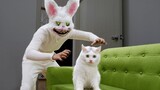 แมว vs กระต่ายน่าขนลุก