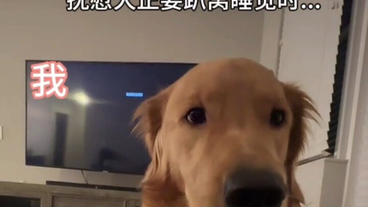 Comforting Dog: Read My Eyes