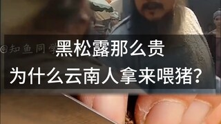 Nấm truffle đen đắt vậy, tại sao người Vân Nam lại dùng để nuôi lợn nhỉ