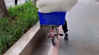 这是虚胖哈哈哈