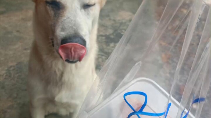 ออร้อดิกๆๆ