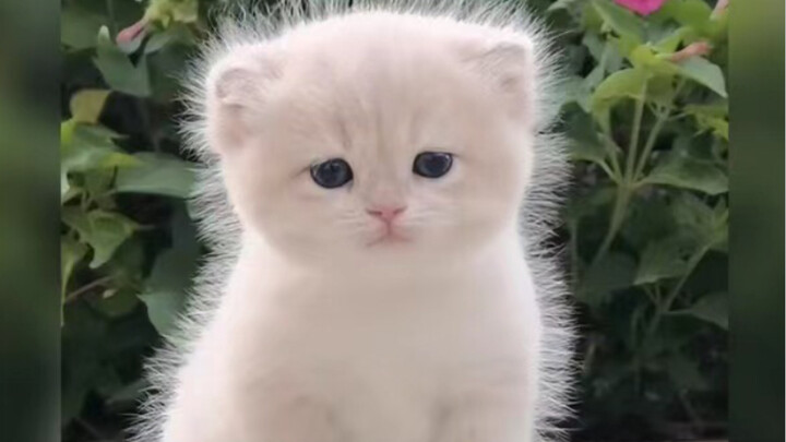 Dandelion Cat