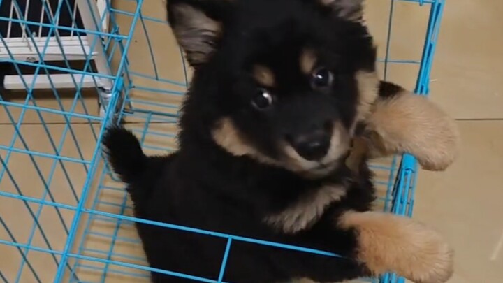 اختيار الأسلاف الصارم: اخترتُ شخصًا مضحكًا!