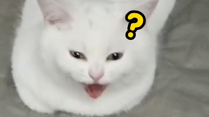 在超市里的惬意小猫