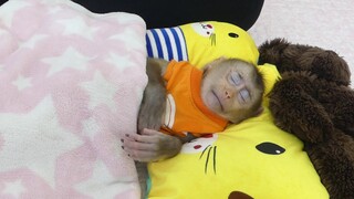 So Adorable!!  Baby Monkey Maku Always Need Mom To Comfort Before Sleep