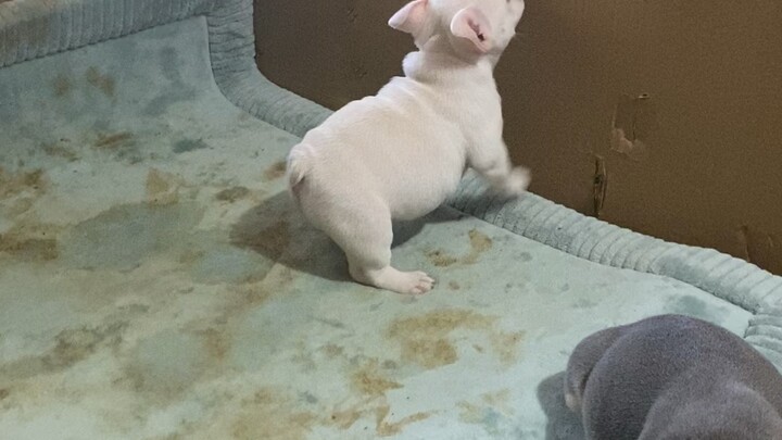 Cutest Frenchbulldog Lilactan Platinum