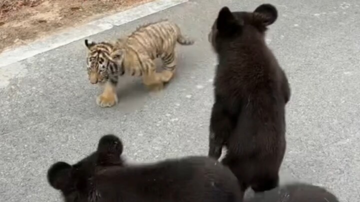 Little Tiger’s First Day at Work: Bouncing Around Adorably, But the Rambunctious Kids Won’t Play Wit