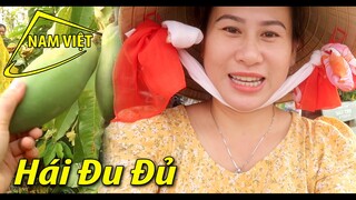 Hái đu đủ làm quà biếu  [Nam Việt 1829]