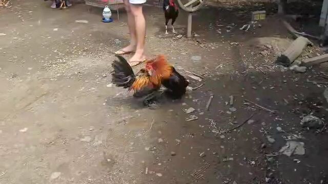 sparring 10 months old