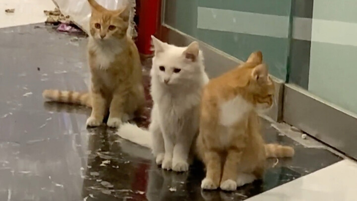 الأميرة المُتَرَدِّية في محنتها وفرسانها