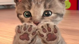 Baby Cats 🔴 Funny and Cute Baby Cat Videos Compilation (2018) Gatitos Bebes Video Recopilacion