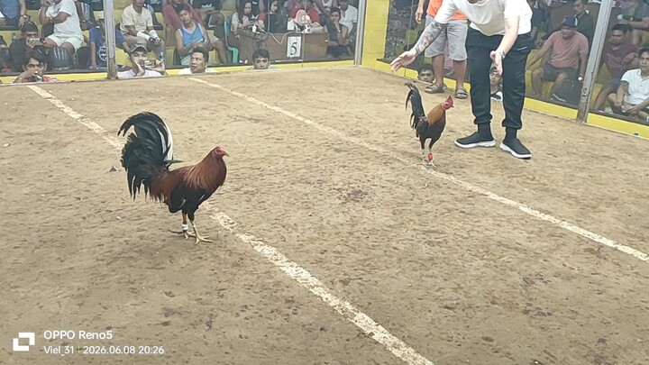 win 6years old vs bullstag