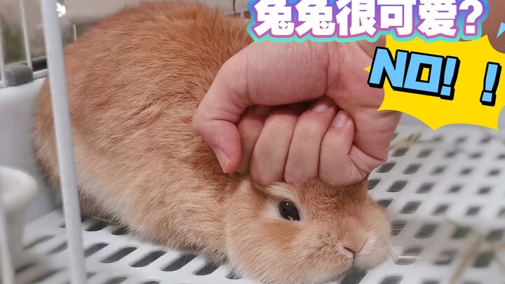 ⭕️ اضرب الأرنب بلكمة ⭕️