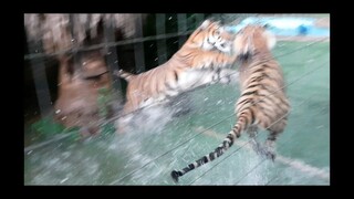 I will give this video a tiger title later !