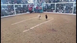 2 times win butcher Kelso  from nene Aguilar line x mjc gf line at tagkawayan cockpit arena