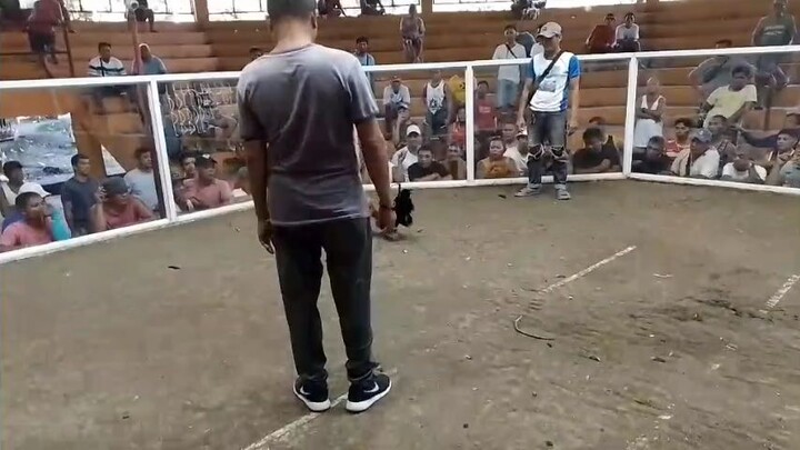 2x win na gihap Bulik green leg 🐓🐔