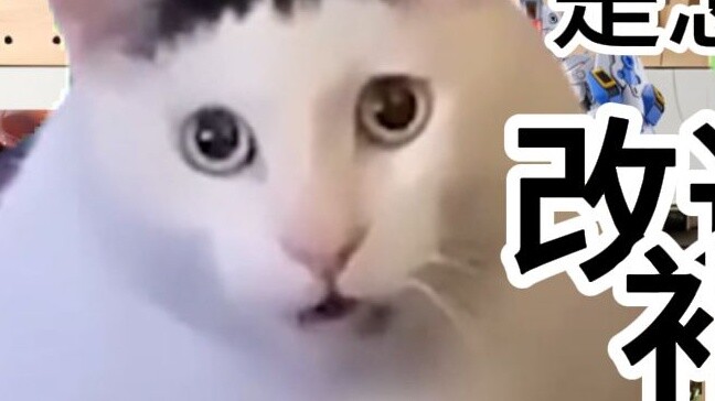 [Gundam OEM Daily 1] Daily conversations with customers (Communication) | Cat meme