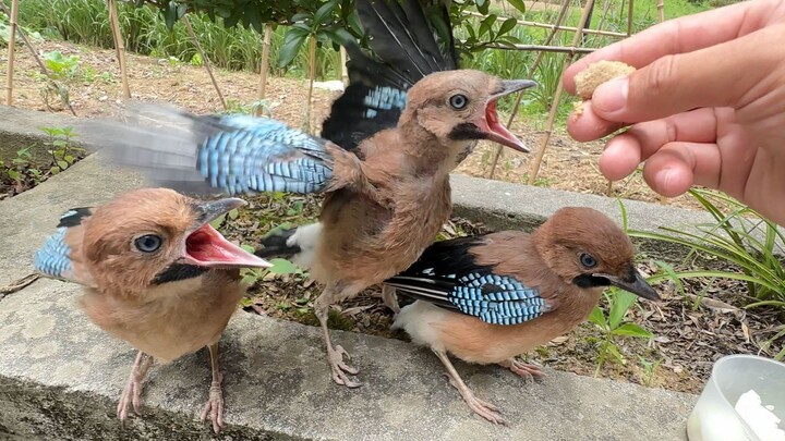 Sudah antri untuk makan!!!