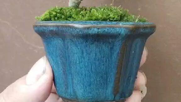 Mini Bonsai