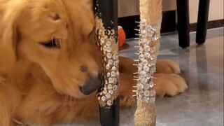 Ada Anjing, Aku Tak Akan Memberitahumu Siapa Dia