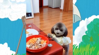 หมาตลก #ชาติที่แล้วเป็นมนุษย์ #555