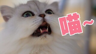 Chọn tôi cho tình yêu trên mạng, tôi ngọt ngào nhất! Tổng hợp những tiếng kêu siêu dễ thương của mèo