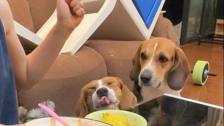 بيغ: وير! تربيته حتى يصبح إنسانًا سيئًا!