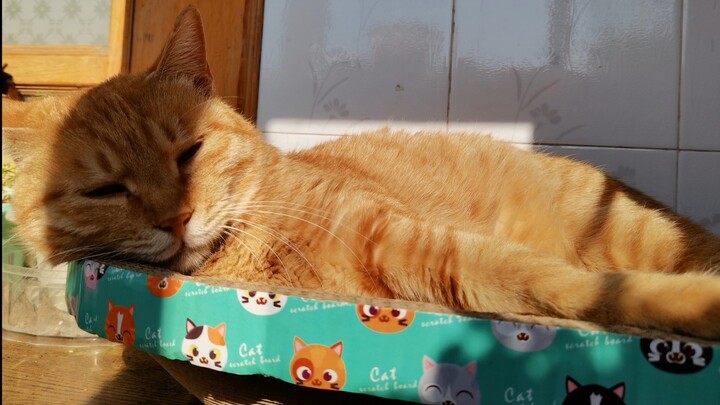 Ibu saya yang tidak suka kucing, ternyata...